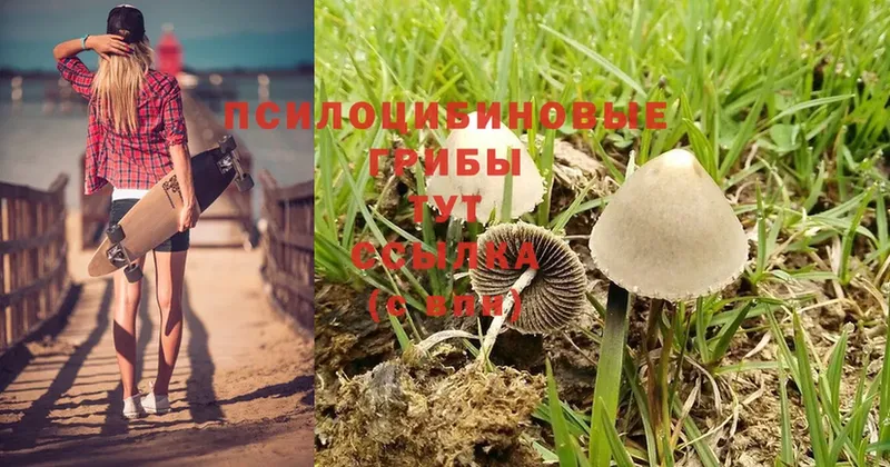 что такое наркотик  Ликино-Дулёво  Галлюциногенные грибы Psilocybine cubensis 